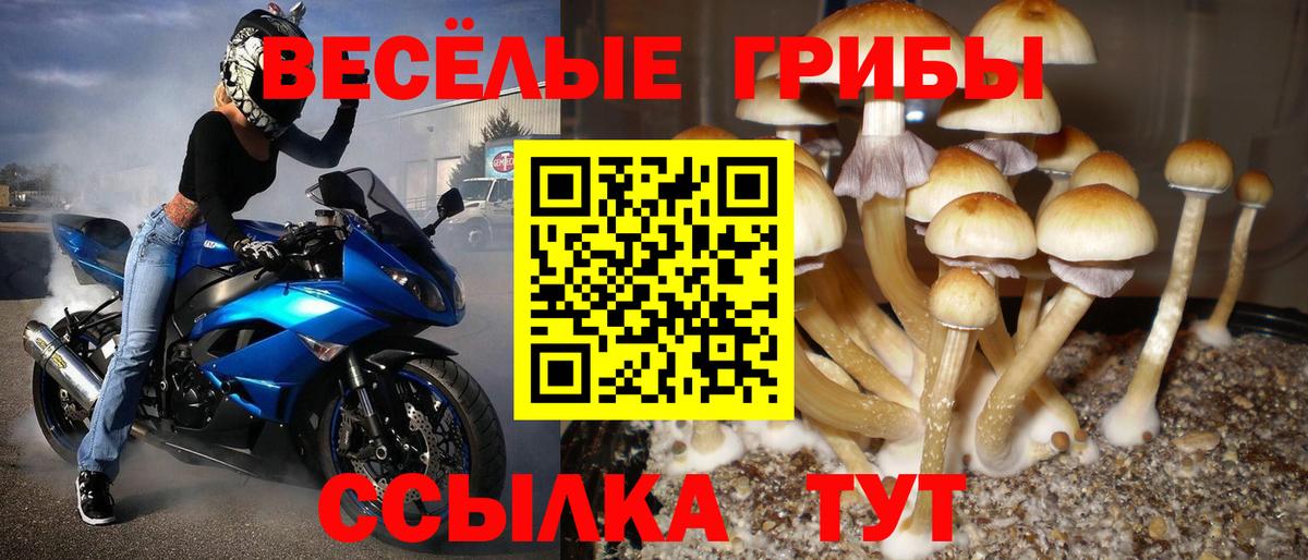 Юрга  Псилоцибиновые грибы Psilocybine cubensis  Вход с VPN 